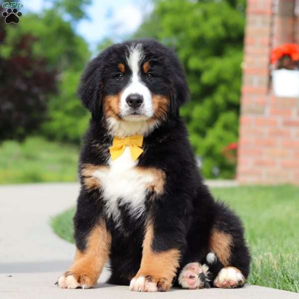 Wyatt, Bernese Mountain Dog Puppy